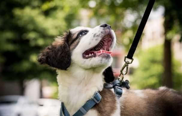 Dog walking services colchester