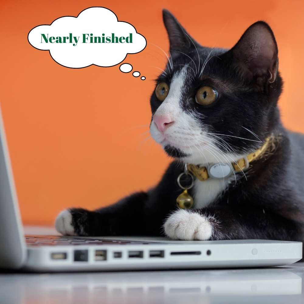 pet-taxi-animal-taxi-colchester-adored-animals-hospitality cat working on our pet taxii / animal ambulance website page