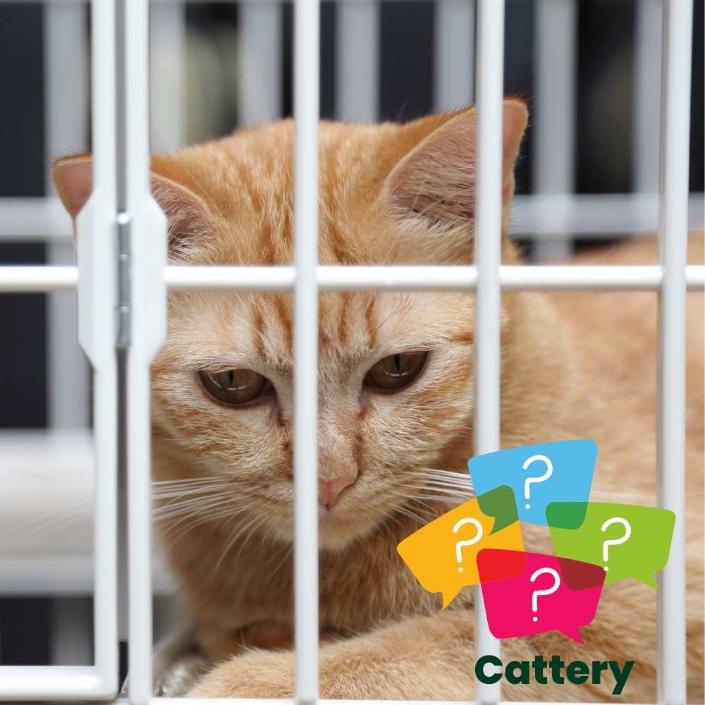 cat-feeding-services-colchester-adored-animals-hospitality cat in a cage versus being fed in their own home while your away