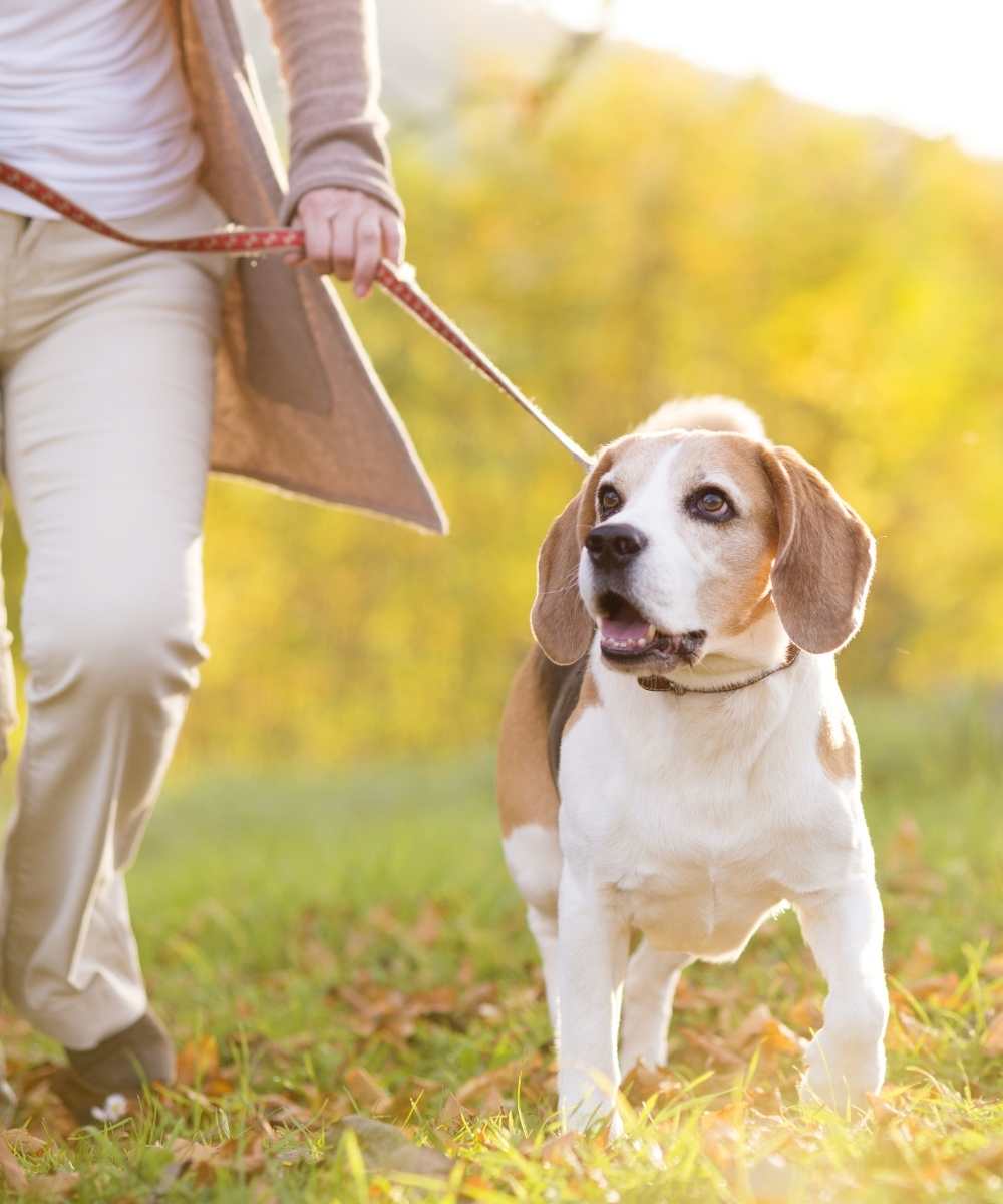 Dog on a lead walking with Adored Animals Hospitality