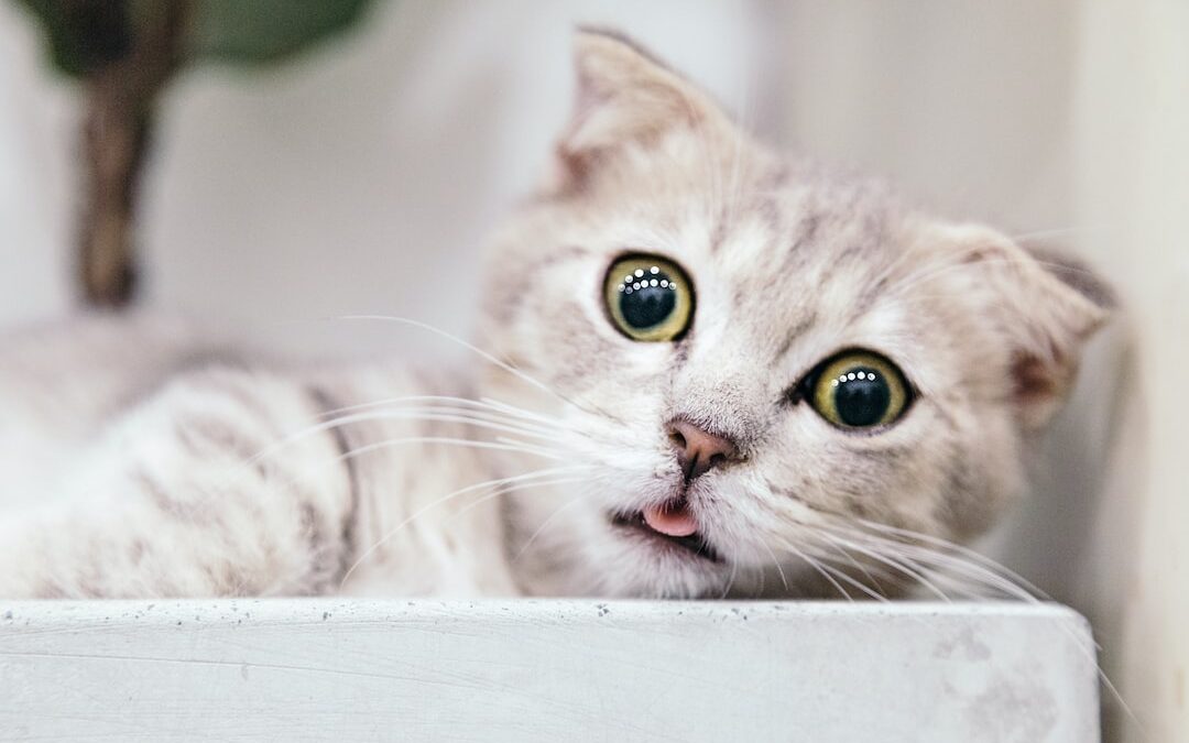 Fascinating Facts About Our Feline Friends: Unveiling the Secrets of Your Pet Cat
