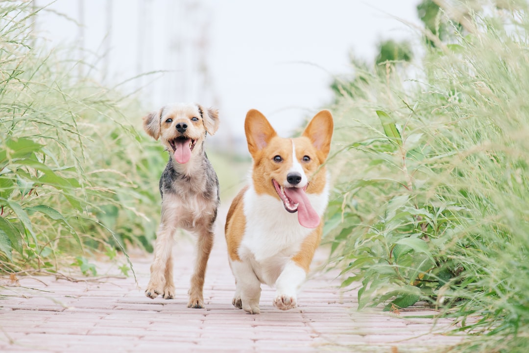 two happy dogs out for a walk