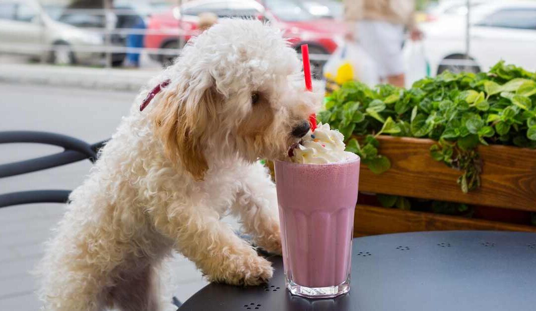 A Pet Owner’s Guide to Colchester: Exploring Pet-Friendly Places