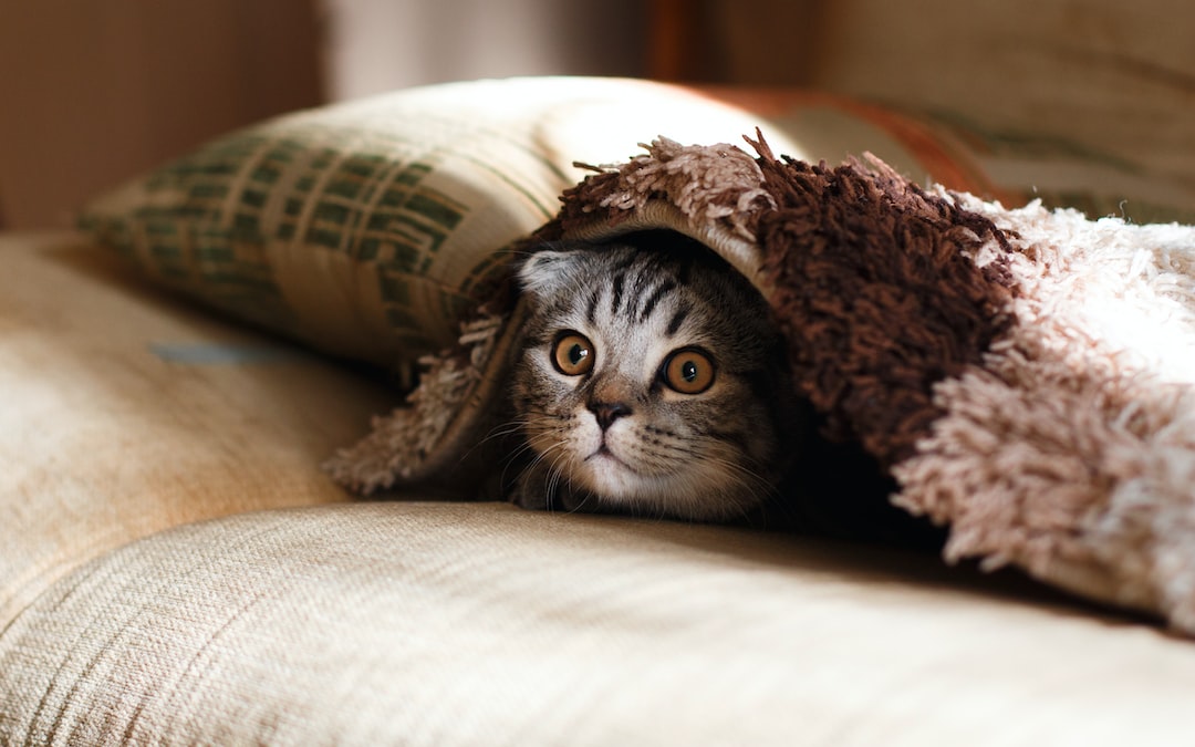 a cat on the sofa peeking out from uner a blanket.