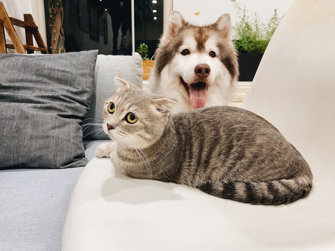 A dog and a cat together on a sofa