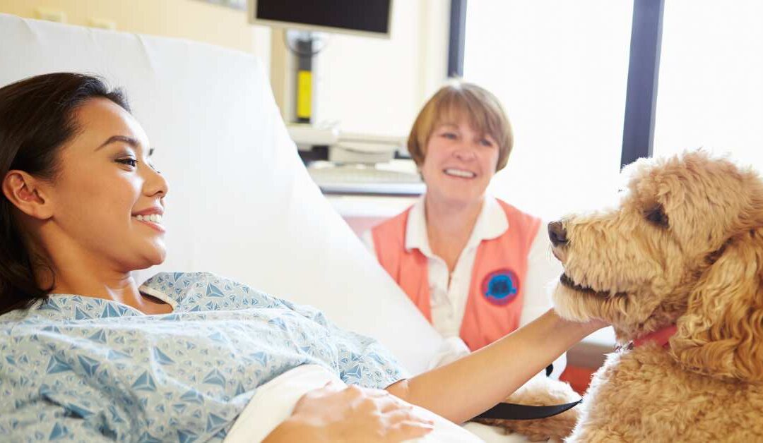 A lady in hospital undertaking pet therapy