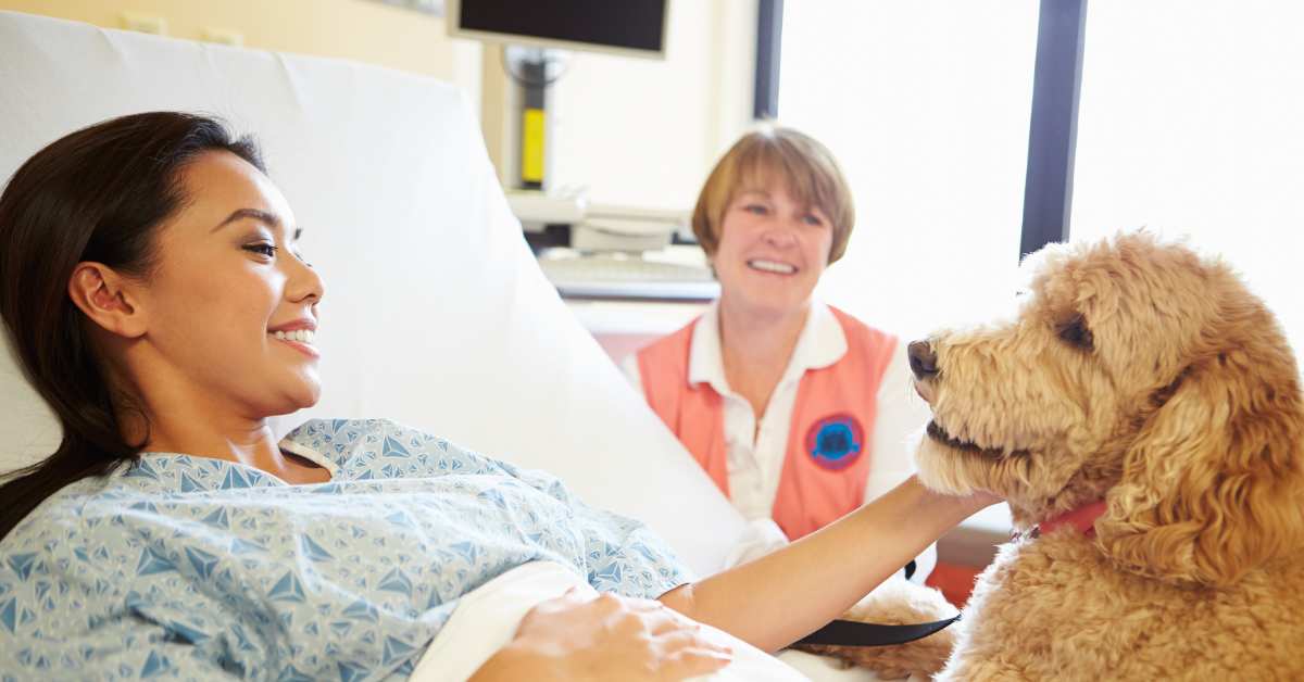 A lady in hospital undertaking pet therapy