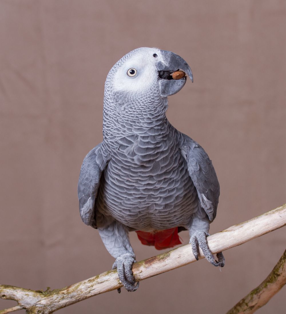 A parrot eating a seed
