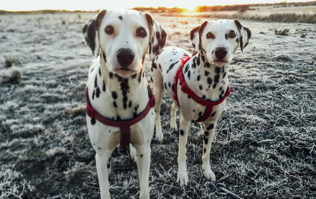 two dalmations loving their walk in the snow